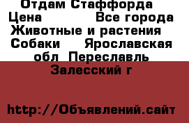 Отдам Стаффорда › Цена ­ 2 000 - Все города Животные и растения » Собаки   . Ярославская обл.,Переславль-Залесский г.